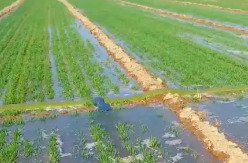 当前春灌累计灌溉面积达5700万亩