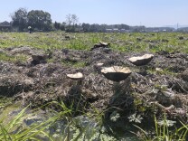 丰产鲜菇遭遇销售难 湘乡市彪家村急盼社会各界助力打赢收益保卫战