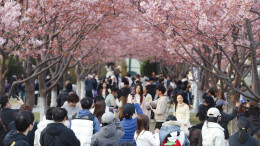 踏青赏花享春光