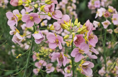 2026“我的寒假”主题征文投稿：寒假的实验，开启思考之门