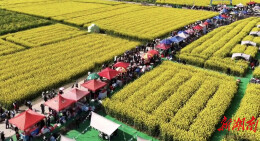 一朵油菜花，撬动攸县春日经济大市场