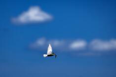 李石里｜飞鸟集：天空总有生命，在歌唱自由