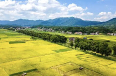 推进乡村全面振兴，加快农业农村现代化——2026年省委一号文件解读