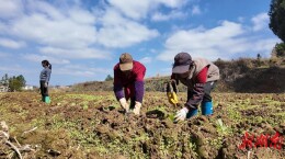 新田：烟农争春移栽忙 机械“上新”降本增效