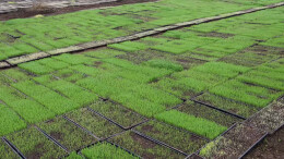 自动化育秧+社会化服务 华容全面推进早稻集中育秧