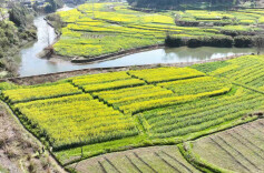 “十五五”开好局起好步 | 会同春耕备耕忙！大棚育秧旺，新品油菜助增收