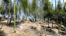 双牌：林下种菌促增收 复合经营绘振兴