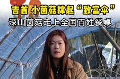 深山菌菇端上全国餐桌@湖南日报要闻