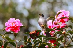 Birds revel in the beauty of camellia flowers in Yunnan