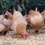 云山农业：深耕老母鸡细分赛道，做生态养殖的突围者