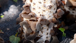 双牌沙背甸村：黑木耳迎采摘旺季 试种项目迎来“开门红”