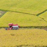 快讯丨湖南粮食产量今年争取稳定在615亿斤左右