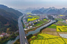 Golden Rural Scenery in Springtime