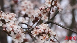 ​春风拂鹤城  繁花映街巷  怀化主城区春日美景引市民打卡