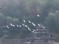 绥宁县东山侗族乡：生态向好 东岳路边鹭鸶成群