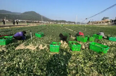永州蔬菜出口再提速@湖南日报要闻头条