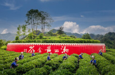 湘西茶企迎来地理标志授权上门服务