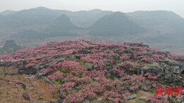 江永：万亩桃花迎客来 以节兴旅促振兴