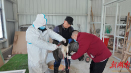 追赶春天的黑鹳，一只国家一级保护动物的北迁倒计时