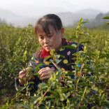 中方县千丘田村：抢抓春光采新茶，特色产业富百姓