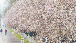 花开一路 芬芳相伴