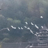 绥宁县东山侗族乡：生态向好 东岳路边鹭鸶成群
