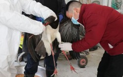 “鸟中大熊猫”黑鹳昨日康复 展翅返乡