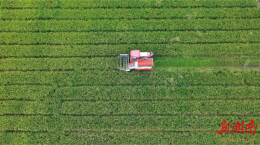 金融活水润泽三湘大地——农发行湖南省分行全力支持春耕备耕