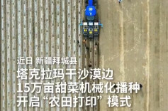 新疆沙漠边种甜菜开启“打印模式”