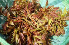 桂东大塘：一箸椿芽 满口春鲜