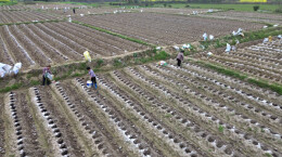 双牌：130亩雪茄烟全面移栽 烟稻轮作促粮烟双丰收