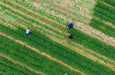 Characteristic Planting Helps Increase Farmers' Income