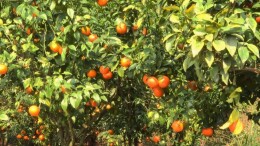 蓝山县公益直播助农促增收