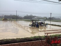 临湘市坦渡镇：扩面优技抢农时 育好万亩“春耕苗”