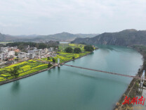 涔天河湿地春日交响：珍禽翩跹绘就生态画卷