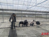 永顺：人勤春来早 烟叶生产忙