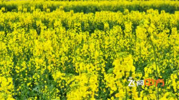 视频 | 飞阅中方·金浪翻涌花满田 馨香四溢醉春风