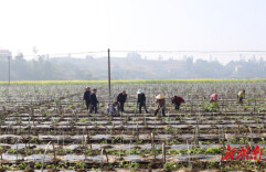 娄底：税策活水绿沃野 税惠兴农谱新篇