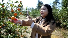 桂阳：“巾帼推介官”带货 沃柑销路旺