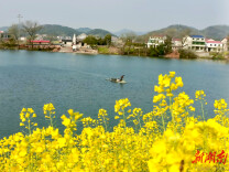 杏子铺镇打造万亩油菜花海 助力乡村振兴