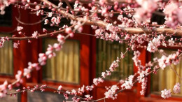 一路繁花向春行！从“赏花经济”看春日消费新图景