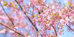 樱花如雪菜花黄，临武田园好春光