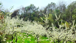 春到石门开化寺！李花满枝头，美景变 “钱” 景