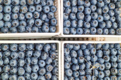 降价超30%！蓝莓价格“跳水”