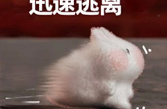 冲上热搜！吉林7只狗狗疑被偷后掉落高速公路，结伴“逃亡”17公里返家