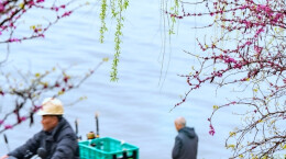 花红柳绿 春日如画