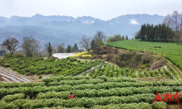 永顺县砂坝镇：云雾山中茶“抢鲜”上市
