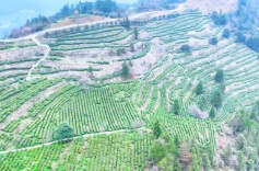 古丈春芽醒，茶乡阿妹邀您来品茶