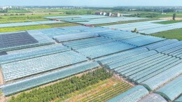 从“试种一点”到“亩亩生金” 君山葡萄的“成长记”