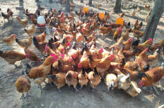 事关畜禽养殖，湖南两部门发布倡议书